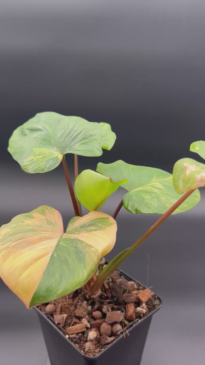 Homalomena Rubescens Peach Aurea Variegata