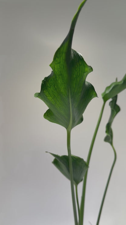 Monstera Unniae